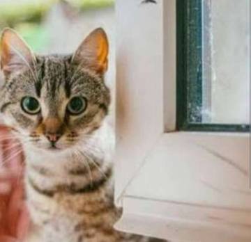 Cara Ampuh Mengusir Kucing Liar Tanpa Menyakiti
