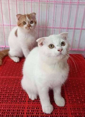 Benarkah Kucing Mengenali Aroma Pemiliknya Sendiri?