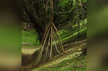 Pohon Berjalan: Fakta Ilmiah Kisah Ajaib Hutan