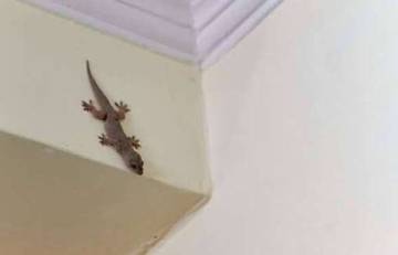 Cara Ampuh Usir Hama Cicak dari Dalam Rumah