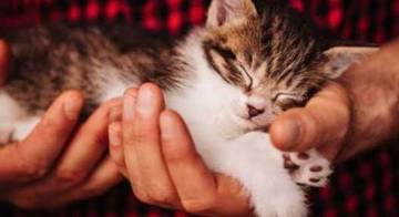 Alasan Mengapa Kucing Sering Tidur Sepanjang Hari
