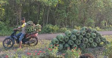 Harga Jual Pisang Enggano Anjlok