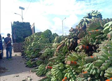 Alur Bisa Dilewati, Harga Pisang Enggano Masih Anjlok