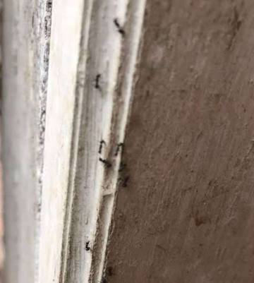 Cara Ampuh Usir Semut dari Rumah 