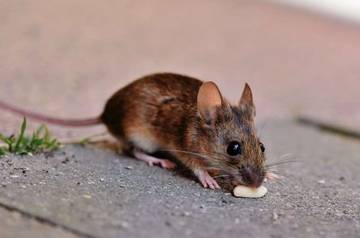 Cara Ampuh Usir Tikus dari Rumah Anda Sekarang