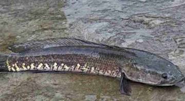 Ikan Gabus Kaya Manfaat untuk Kesehatan Tubuh