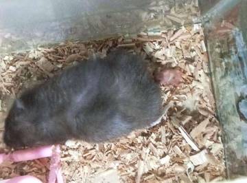 Alasan Hamster Menyembunyikan Bayi yang Baru Lahir   