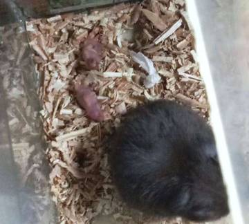 Fenomena Hamster Hanya Melahirkan Dua Ekor Anak