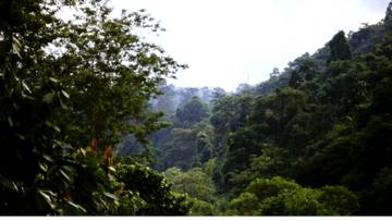 Komitmen Pemerintah dalam Tata Kelola Hutan