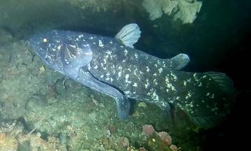 Fosil Coelacanth Purba Ditemukan di China