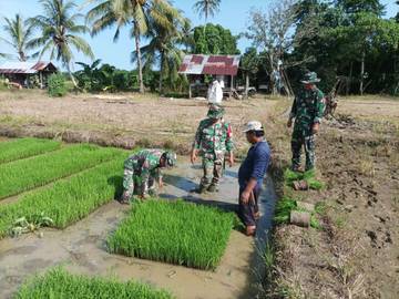 Kementan Salurkan 6.5 Benih Padi Di Pulau Enggano