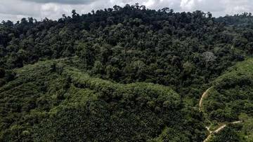 Kalimantan Punya Hutan Adat Terluas di Indonesia