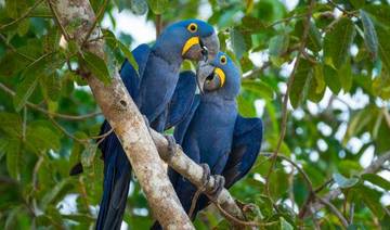  Keunggulan Burung Hyacinth Macaw