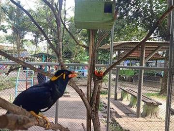 Burung Toucan dengan Paruh Besar dan Cerah
