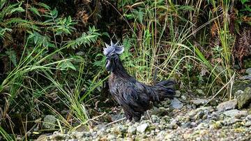  Mitos di Balik Keunggulan Ayam Cemani 