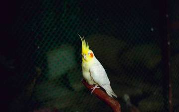 Penyebab Harga Burung Menjadi Semakin Mahal