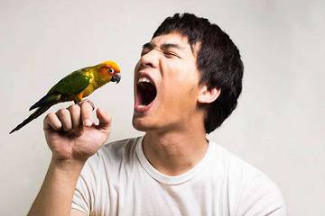 Teknik Melatih Suara Burung