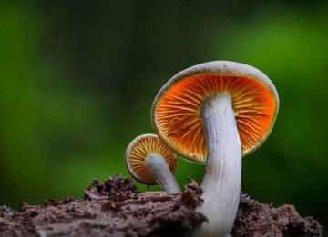 Jamur Bukan Tumbuhan: Pahami Kingdom Fungi yang Unik