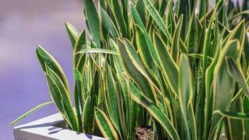 Tanaman Pembawa Hoki Dipercaya Datangkan Rezeki Rumah