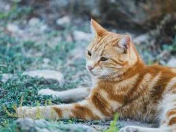 Memelihara Kucing, Sahabat Sehat bagi Kehidupan Sehari-hari