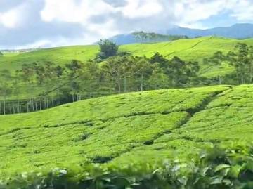 Menikmati Sejuknya Kebun Teh Kabawetan di Kepahiang