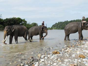 Petualangan Hutan Lindung dan Pusat Latihan Gajah Seblat