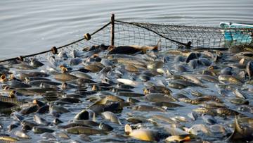 KKP Sinyalir Pungli Perizinan Penangkapan Ikan