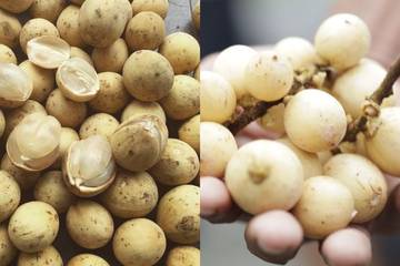 Perbedaan Buah Duku dan Langsat Perlu Diketahui