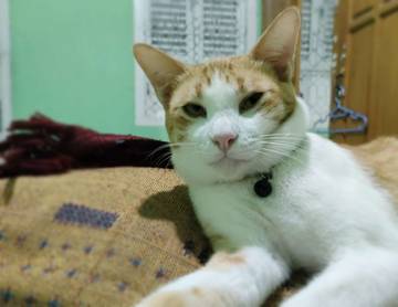 Waspada Penyakit Panleukopenia Pada Kucing