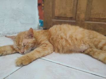 Tanda-Tanda Kucing Hamil Yang Wajib Diketahui