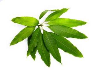 Daun Mangga Punya Khasiat Luar Biasa Bagi Kesehatan 