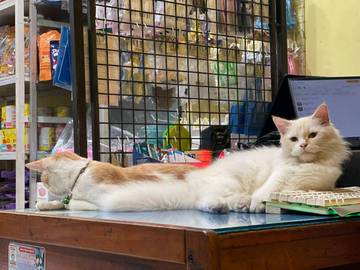 Kucing Toko sebagai Penjaga Petshop