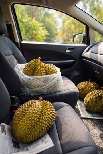 Cara Mengatasi Bau Durian di Dalam Mobil