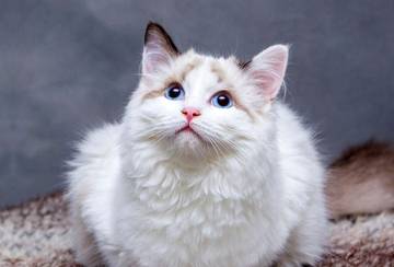 Kucing Anggora, Kucing Yang Penuh Pesona