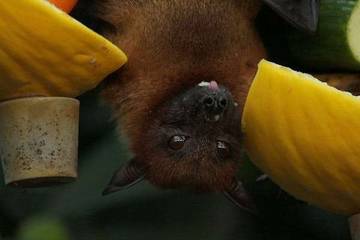 Mengenal Virus Nipah Penyakit Menular Berisiko Tinggi
