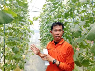 Produksi Melon Toboponik Tawarkan Potensi Bisnis Menjanjikan