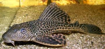 Mengapa Ikan Sapu-Sapu Kini Jadi Hama yang Ditakuti?