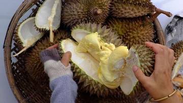 Makan Durian Miliki Manfaat  Kesehatan Bagi Tubuh