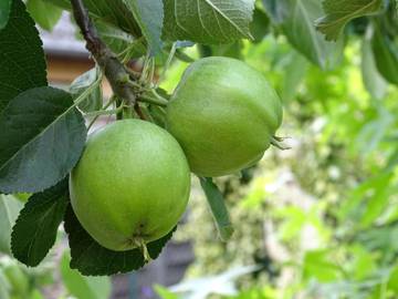 Manfaat Buah Berwarna Hijau untuk Kesehatan Tubuh