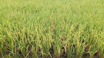 Menteri Pertanian Pastikan Stok Pangan Nasional Aman