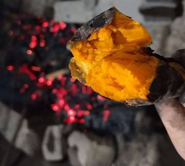 Ubi Bakar Lezat Jadi Camilan Favorit Masyarakat Nusantara