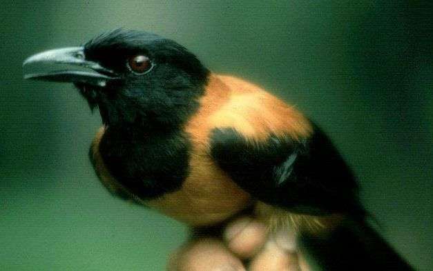 Hooded Pitohui, Burung Pembawa Racun yang Lebih Mematikan dari Sianida
