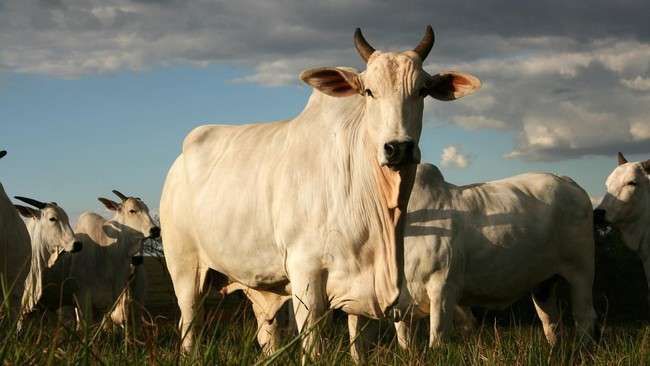 Sapi Tebesar Sapi Terbesar Dunia Panjang Badan Capai 2 Meter - RRI.co.id