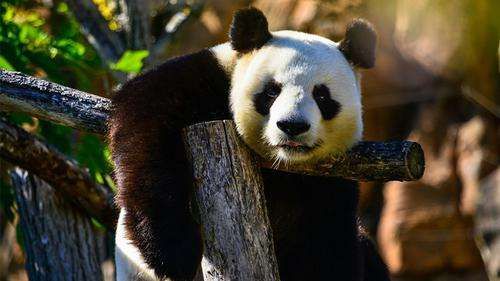 He Hua, Panda China yang Jadi  seleb  Medsos 