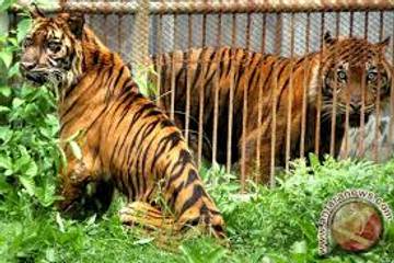 Catatan Sejarah 22 Januari: Pertama di Dunia, Harimau Dilepasliarkan