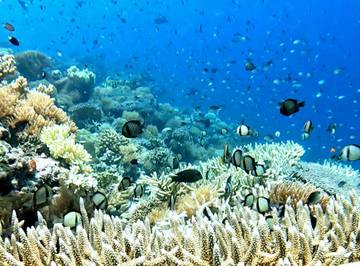 Biak dan Wakatobi: Hotspot Keanekaragaman Ikan Terumbu Karang