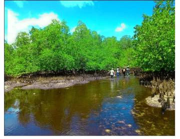 Pengembangan Ekowisata Mangrove di Supiori Timur, Papua : Potensi dan Tantangan