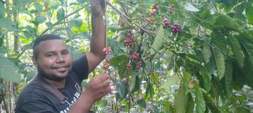 Pengusaha Kopi OAP,  Kembangkan Kopi Robusta