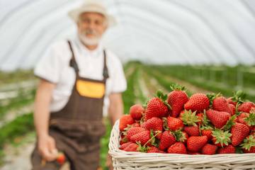 Mengenal Karakteristik Generasi Strawberry