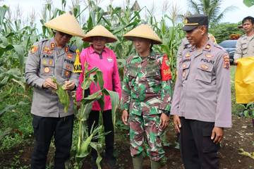 Panen Jagung Perdana,Polres Biak Numfor Hasilkan 1 Ton